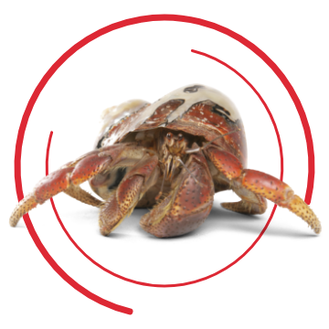 Hermit crab image